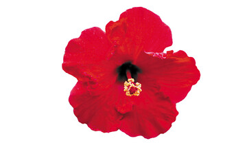 Red Hibiscus Yellow Stamen Isolated on White