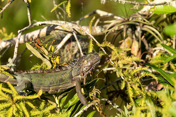 Green Iguana lizard also called Iguana iguana suns itself in a tree