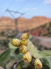 cactus in desert