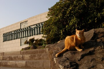 Naklejka na ściany i meble Cat living in Nagasaki, Japan