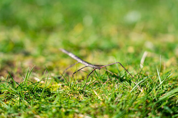 Stick insect on lawn