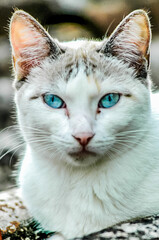 Kitten Blue Eyes - 1