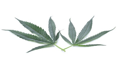 cannabis leaf isolated on white background