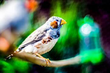 Brazilian Bird - 2