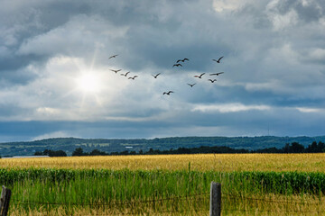 Nature