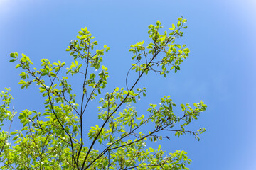 新緑・空