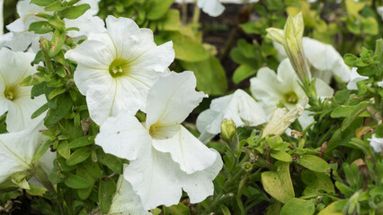Close-up view of colorful geranium pelargonium flowers on street. Citylife concept.