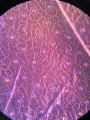 microscopic photo of stomata on the leaf of Portulaca oleracea plant