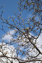 蕾が膨らむ木蓮の木