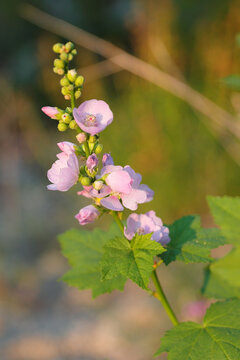 Wild hollyhock (Iliamna grandiflora) bathed in golden sun rays at Glacier National Park, Montana USA. 