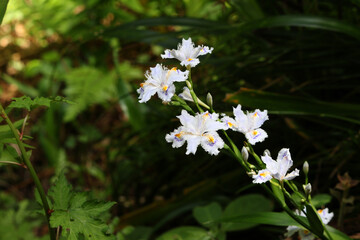日陰に咲いた白いシャガの花