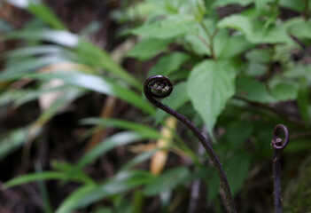 先端が渦巻状の山菜