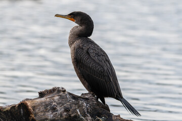 An adult great cormorant stands sideways at the water's edge  The large seabird is facing a rocky mountain and is perched on a cliff. The wild bird has black, brown, and grey feathers. 