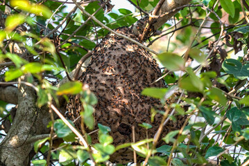Native Brazilian Bee's Nest in the Tree