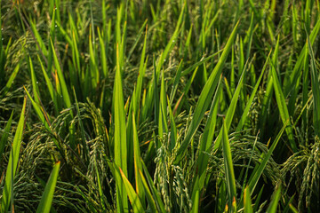 Close Up Rice Fields In The Morning