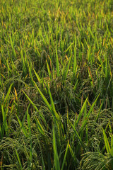 Close Up Rice Fields In The Morning