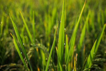 Fototapeta na wymiar Close Up Rice Fields In The Morning
