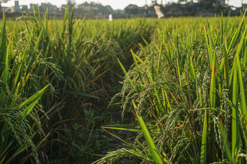 Fototapeta premium Rice Fields In The Morning