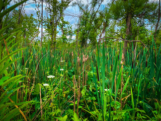 tall swamp grass on Theodore Roosevelt Island in Washington, DC