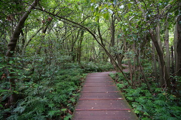 Obraz premium a wonderful walkway in summer forest
