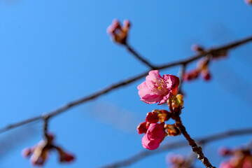 河津桜のピンクの花