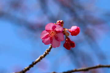 河津桜のピンクの花