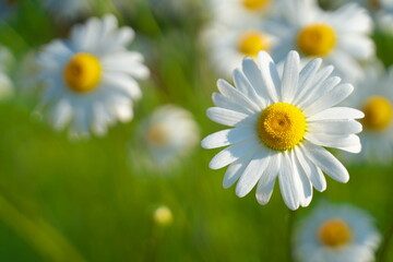 野に咲く美しいデイジーの花