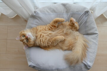 ヘソ天する猫（マンチカン）