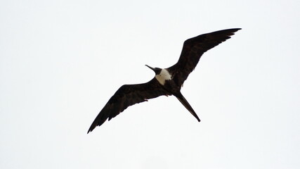 Female magnificent frigatebird (Fregata magnificens) flying above the beach in Puerto Lopez, Ecuador