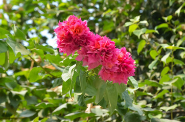 PINK PEONY PAEONIA SUFFEUTICOSA FLOWERS WITH GREEN LEAVES. 