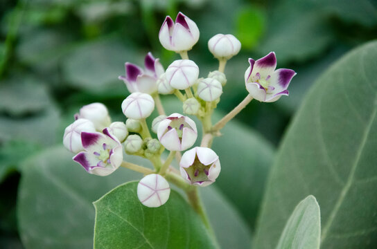 WHITE GIANT CALOTROPE FLOWERS WITH GREEN LEAVES. 
