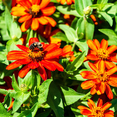 Bee on a flower pollinating