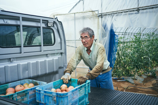 収穫したトマトを車に積み込む農家さん