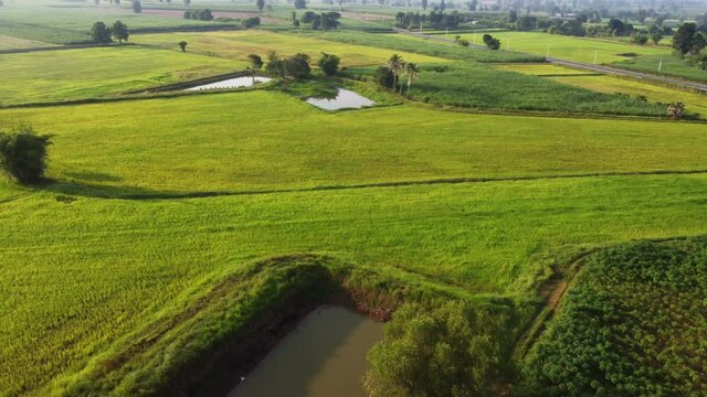 4k arial view of rice fields and sugarcane fields.