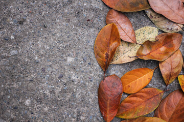 Dry leaves fall
