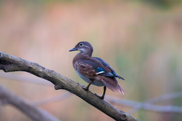 Mandarin duck bird after summer molting