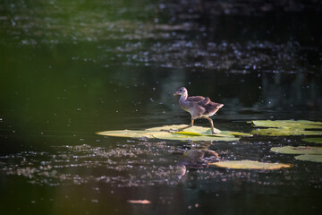 Chick of Common moorhen or waterhen on wild water lily green leaves on pond