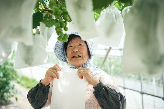 ぶどうに袋がけをする女性