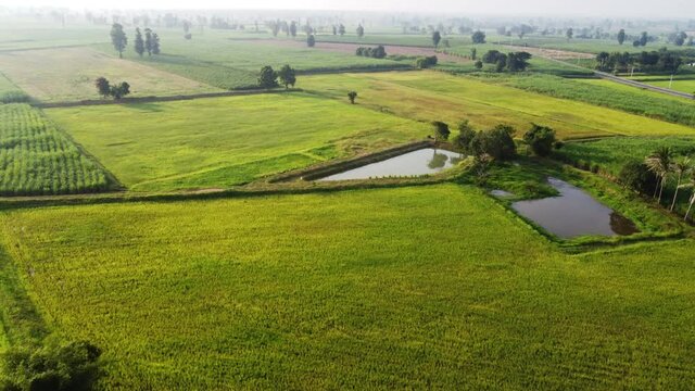 4k arial view of rice fields and sugarcane fields.