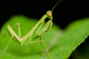 Photography of tiny insects and bugs. Macro Photography. Interesting hobby for photographers who are into 1 to 1 magnifications of extreme closeup objects of tiny organism like insects and bugs.