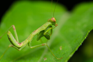 Photography of tiny insects and bugs. Macro Photography. Interesting hobby for photographers who are into 1 to 1 magnifications of extreme closeup objects of tiny organism like insects and bugs.