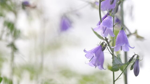 Blooming purple bells sway in the wind with room for text. Purple forest wild flowers in the form of a dome with stamens on a green stem close-up. Field tender bells with copy space.