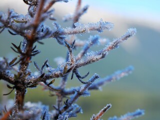 frost covered branches