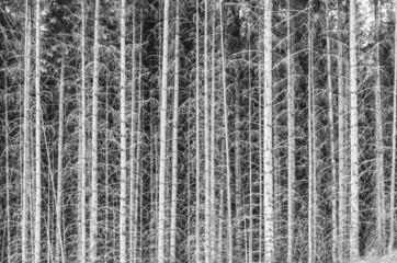 Black and white grove of stick-straight trees.