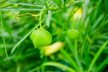 GREEN OLEANDER FRUIT WITH GREEN LEAVES WITH GREEN BLUR BACKGROUND.