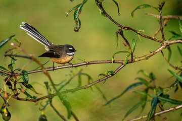A New Zealand Fantail bird on a branch, known as a Piwakawaka