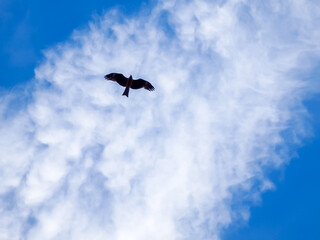 孤独に飛び続ける鳥　自由奔放　優雅に飛ぶ鳥　猛禽類