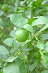 TIME TREE WITH FRUIT AND LEAVES IN THE MORNING SUNSHINE. 