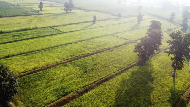 4k arial view of rice fields and sugarcane fields.