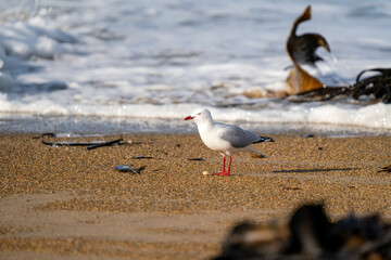 Red-billed gull on a beach in New Zealand 